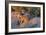 Meerkat Love-Howard Ruby-Framed Photographic Print