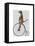 Meerkat on Black Penny Farthing-Fab Funky-Framed Stretched Canvas