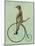 Meerkat on Black Penny Farthing-Fab Funky-Mounted Art Print