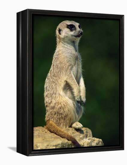 Meerkat on Look-Out, Marwell Zoo, Hampshire, England, United Kingdom, Europe-Ian Griffiths-Framed Premier Image Canvas