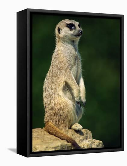 Meerkat on Look-Out, Marwell Zoo, Hampshire, England, United Kingdom, Europe-Ian Griffiths-Framed Premier Image Canvas