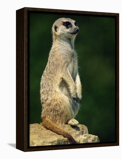 Meerkat on Look-Out, Marwell Zoo, Hampshire, England, United Kingdom, Europe-Ian Griffiths-Framed Premier Image Canvas