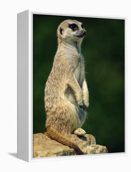 Meerkat on Look-Out, Marwell Zoo, Hampshire, England, United Kingdom, Europe-Ian Griffiths-Framed Premier Image Canvas