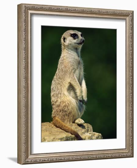 Meerkat on Look-Out, Marwell Zoo, Hampshire, England, United Kingdom, Europe-Ian Griffiths-Framed Photographic Print