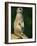 Meerkat on Look-Out, Marwell Zoo, Hampshire, England, United Kingdom, Europe-Ian Griffiths-Framed Photographic Print