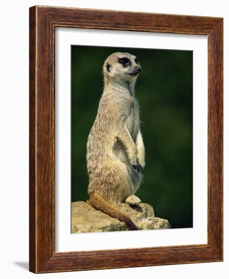 Meerkat on Look-Out, Marwell Zoo, Hampshire, England, United Kingdom, Europe-Ian Griffiths-Framed Photographic Print