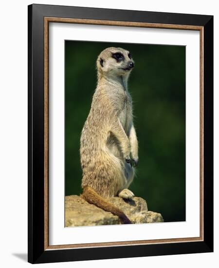 Meerkat on Look-Out, Marwell Zoo, Hampshire, England, United Kingdom, Europe-Ian Griffiths-Framed Photographic Print