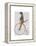 Meerkat on Orange Penny Farthing-Fab Funky-Framed Stretched Canvas