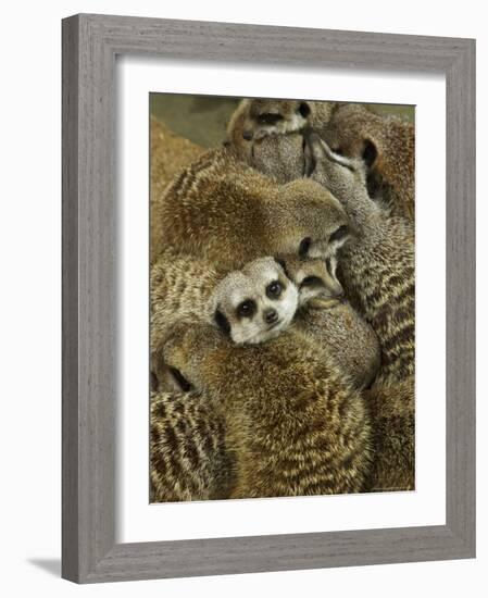 Meerkat Protecting Young, Australia-David Wall-Framed Photographic Print