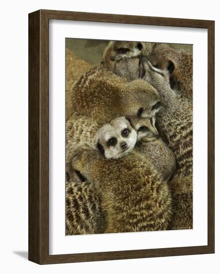 Meerkat Protecting Young, Australia-David Wall-Framed Photographic Print