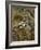 Meerkat Protecting Young, Australia-David Wall-Framed Photographic Print