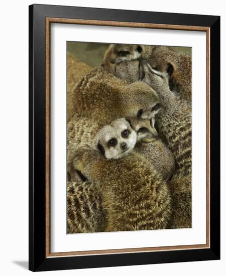 Meerkat Protecting Young, Australia-David Wall-Framed Photographic Print