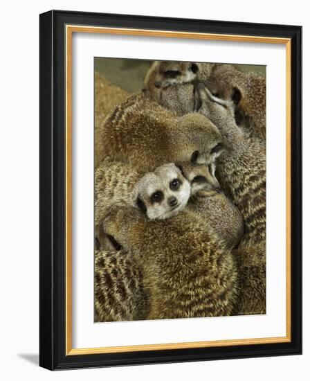 Meerkat Protecting Young, Australia-David Wall-Framed Photographic Print