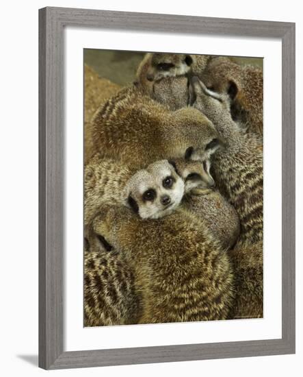 Meerkat Protecting Young, Australia-David Wall-Framed Photographic Print