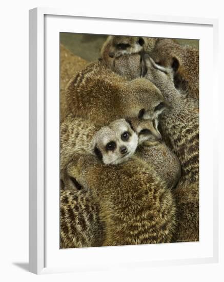 Meerkat Protecting Young, Australia-David Wall-Framed Photographic Print