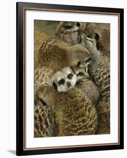 Meerkat Protecting Young, Australia-David Wall-Framed Photographic Print