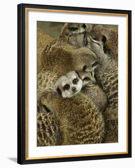 Meerkat Protecting Young, Australia-David Wall-Framed Photographic Print