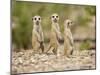 Meerkat Pups, Namibia-Paul Souders-Mounted Photographic Print