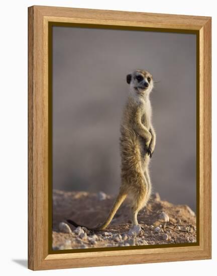 Meerkat Sentinel (Suricatta Suricata), Kgalagadi Transfrontier Park, Northern Cape, South Africa-Ann & Steve Toon-Framed Premier Image Canvas