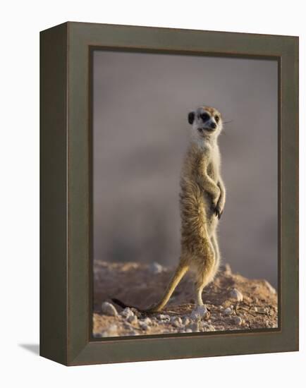 Meerkat Sentinel (Suricatta Suricata), Kgalagadi Transfrontier Park, Northern Cape, South Africa-Ann & Steve Toon-Framed Premier Image Canvas