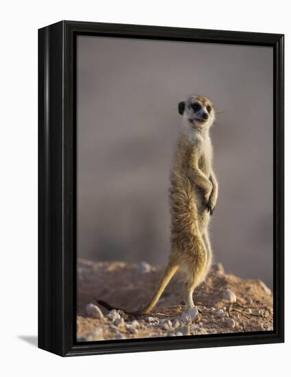 Meerkat Sentinel (Suricatta Suricata), Kgalagadi Transfrontier Park, Northern Cape, South Africa-Ann & Steve Toon-Framed Premier Image Canvas