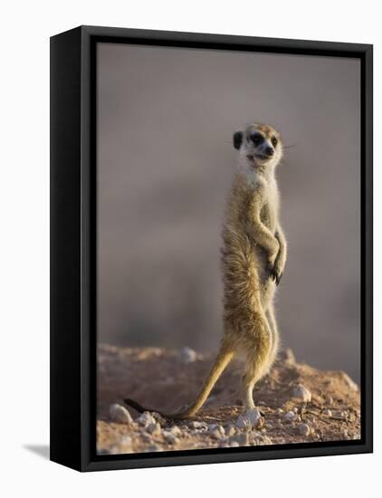 Meerkat Sentinel (Suricatta Suricata), Kgalagadi Transfrontier Park, Northern Cape, South Africa-Ann & Steve Toon-Framed Premier Image Canvas