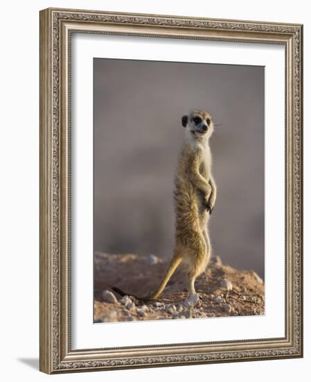 Meerkat Sentinel (Suricatta Suricata), Kgalagadi Transfrontier Park, Northern Cape, South Africa-Ann & Steve Toon-Framed Photographic Print