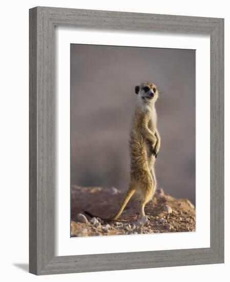 Meerkat Sentinel (Suricatta Suricata), Kgalagadi Transfrontier Park, Northern Cape, South Africa-Ann & Steve Toon-Framed Photographic Print