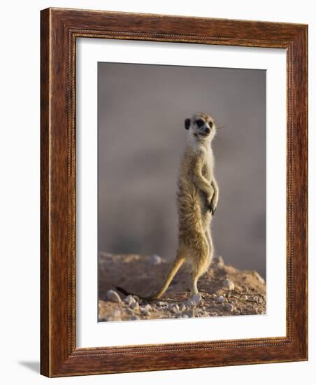 Meerkat Sentinel (Suricatta Suricata), Kgalagadi Transfrontier Park, Northern Cape, South Africa-Ann & Steve Toon-Framed Photographic Print