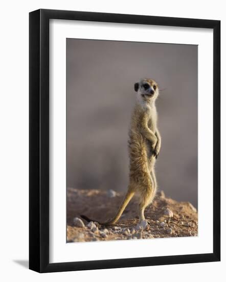 Meerkat Sentinel (Suricatta Suricata), Kgalagadi Transfrontier Park, Northern Cape, South Africa-Ann & Steve Toon-Framed Photographic Print