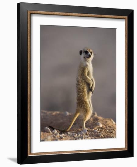 Meerkat Sentinel (Suricatta Suricata), Kgalagadi Transfrontier Park, Northern Cape, South Africa-Ann & Steve Toon-Framed Photographic Print