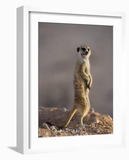 Meerkat Sentinel (Suricatta Suricata), Kgalagadi Transfrontier Park, Northern Cape, South Africa-Ann & Steve Toon-Framed Photographic Print