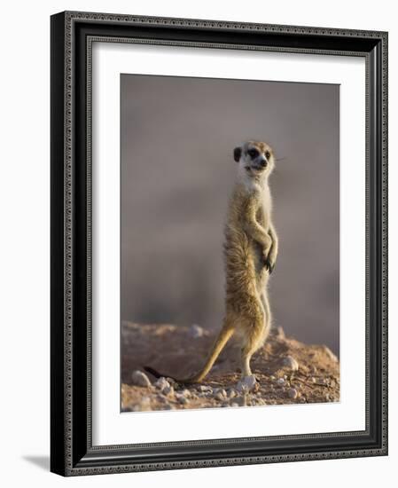 Meerkat Sentinel (Suricatta Suricata), Kgalagadi Transfrontier Park, Northern Cape, South Africa-Ann & Steve Toon-Framed Photographic Print