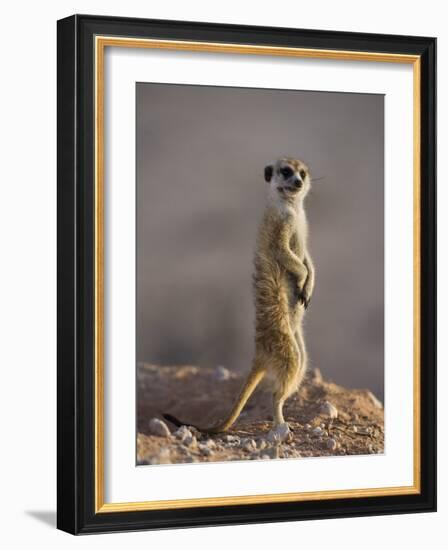 Meerkat Sentinel (Suricatta Suricata), Kgalagadi Transfrontier Park, Northern Cape, South Africa-Ann & Steve Toon-Framed Photographic Print