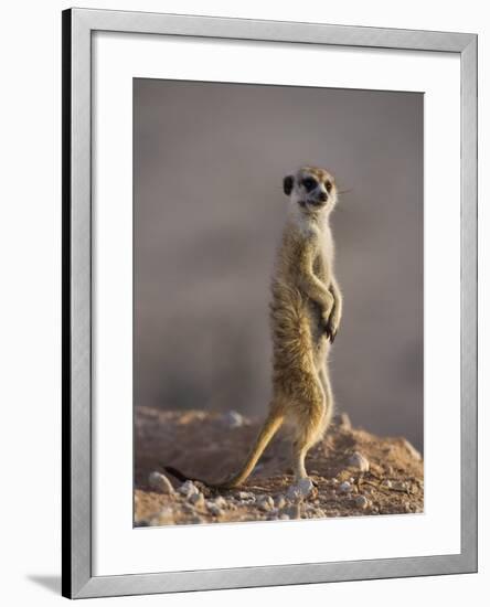 Meerkat Sentinel (Suricatta Suricata), Kgalagadi Transfrontier Park, Northern Cape, South Africa-Ann & Steve Toon-Framed Photographic Print