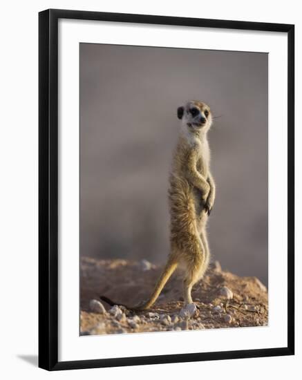 Meerkat Sentinel (Suricatta Suricata), Kgalagadi Transfrontier Park, Northern Cape, South Africa-Ann & Steve Toon-Framed Photographic Print