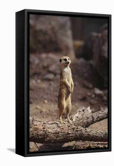 Meerkat Standing Up-DLILLC-Framed Premier Image Canvas