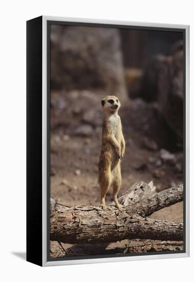 Meerkat Standing Up-DLILLC-Framed Premier Image Canvas