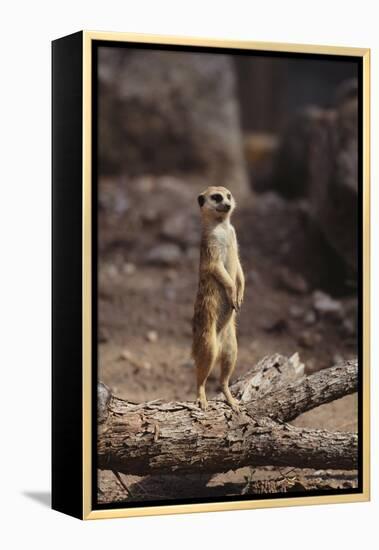 Meerkat Standing Up-DLILLC-Framed Premier Image Canvas