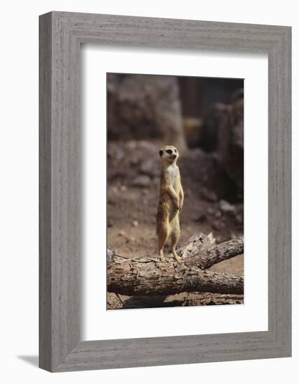 Meerkat Standing Up-DLILLC-Framed Photographic Print