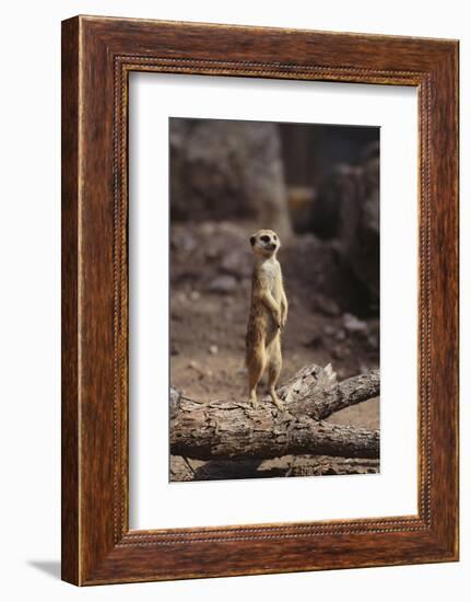 Meerkat Standing Up-DLILLC-Framed Photographic Print