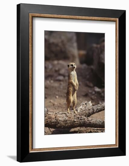 Meerkat Standing Up-DLILLC-Framed Photographic Print