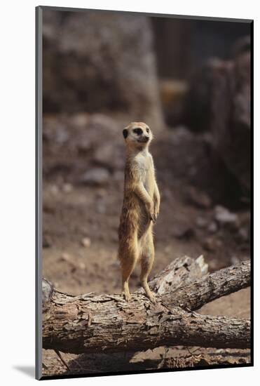 Meerkat Standing Up-DLILLC-Mounted Photographic Print