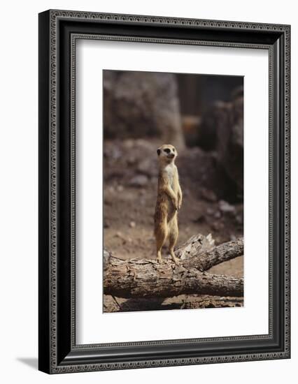 Meerkat Standing Up-DLILLC-Framed Photographic Print