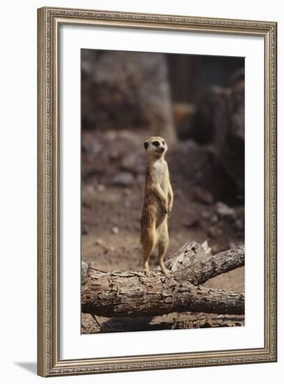 Meerkat Standing Up-DLILLC-Framed Photographic Print