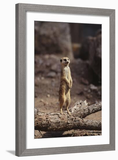 Meerkat Standing Up-DLILLC-Framed Photographic Print