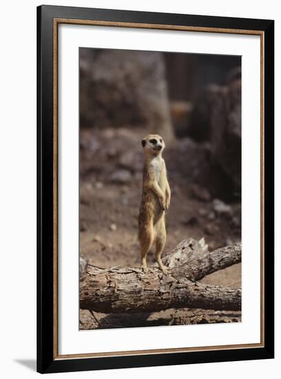 Meerkat Standing Up-DLILLC-Framed Photographic Print