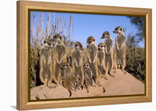 Meerkat Sunbathing in Early Morning-null-Framed Premier Image Canvas