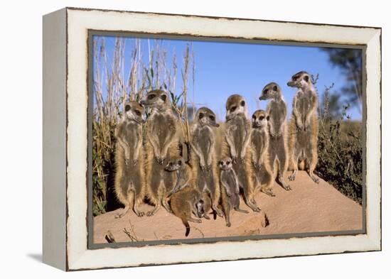 Meerkat Sunbathing in Early Morning-null-Framed Premier Image Canvas