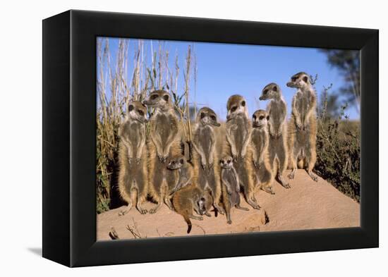 Meerkat Sunbathing in Early Morning-null-Framed Premier Image Canvas